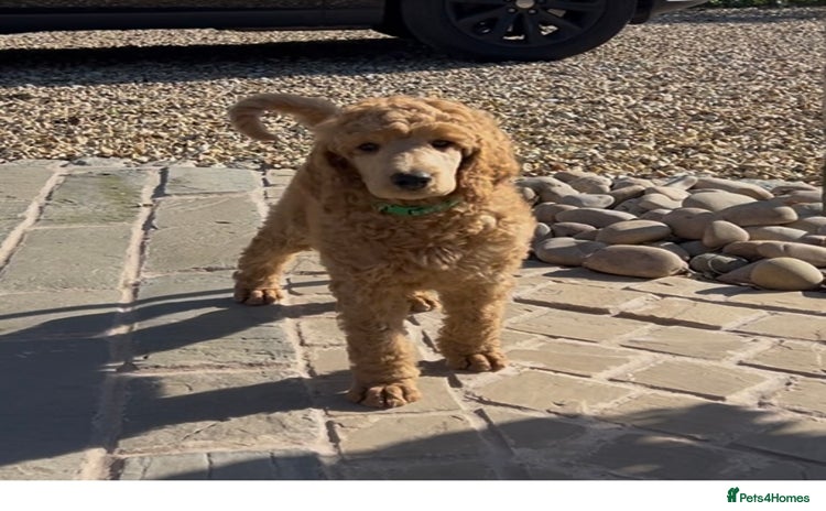 Standard Poodle dogs - Advert 12