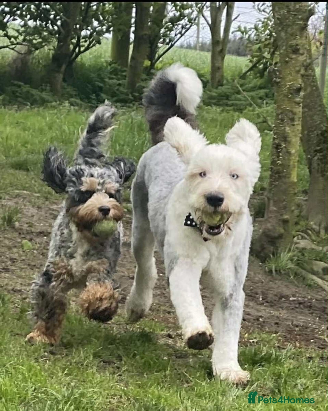 Sheepadoodle dogs for sale: unique sheepadoodles due - Image 10