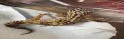 Leopard Gecko reptiles for sale: leopard geckos 1male/1female with exoterra viv in March - Advert 3