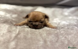 French Bulldog dogs for sale: MERLE FRENCH BULLDOG PUPPIES 🐾  - Image 5