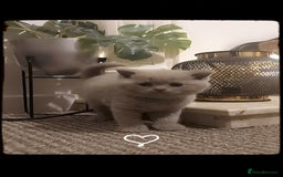 British Shorthair cats for sale: STUNNING BSH LILAC KITTENS 3 MALES/1 FEMALE  - Advert 21