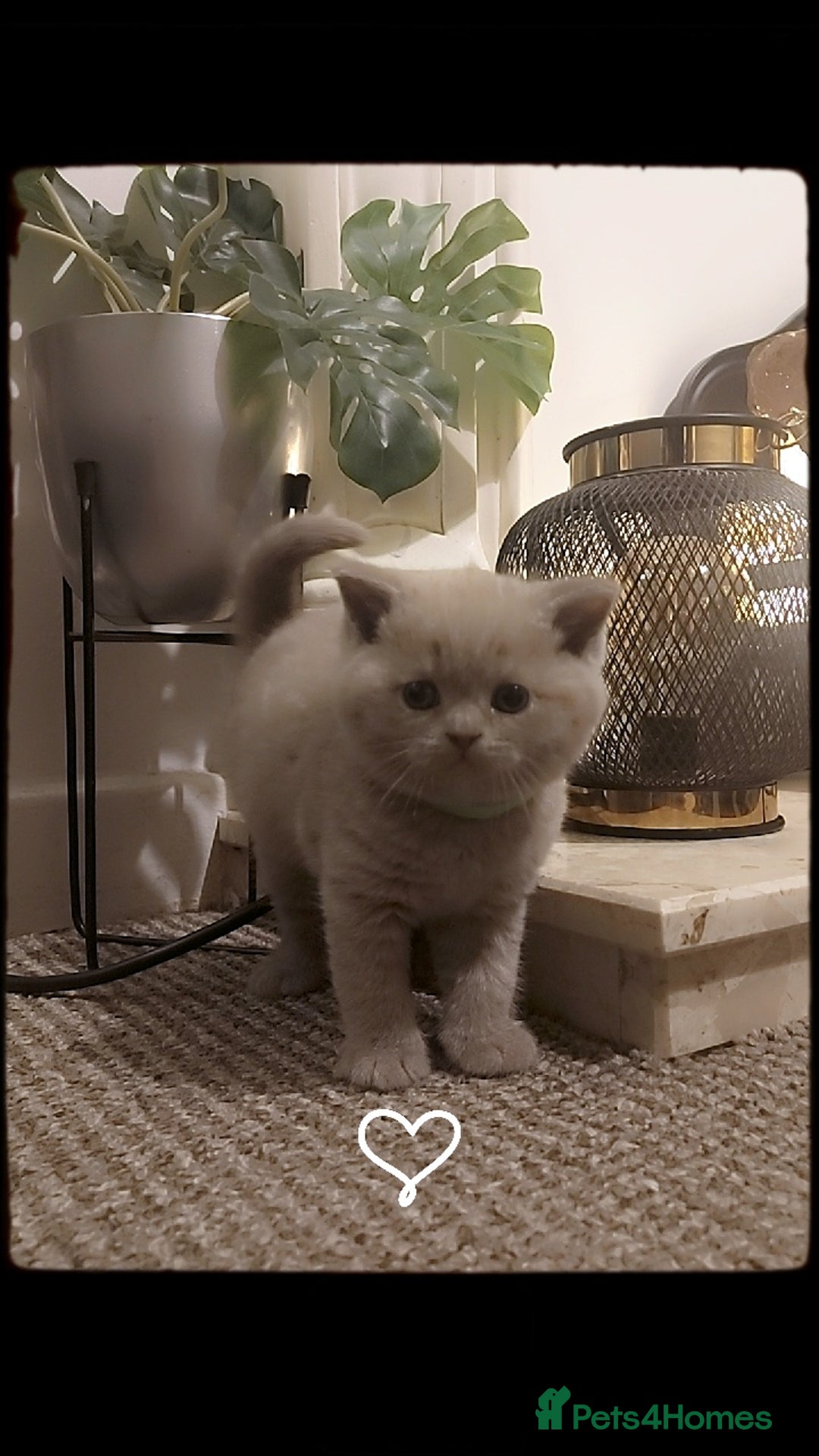 British Shorthair cats for sale: STUNNING BSH LILAC KITTENS 3 MALES/1 FEMALE  - Advert 21