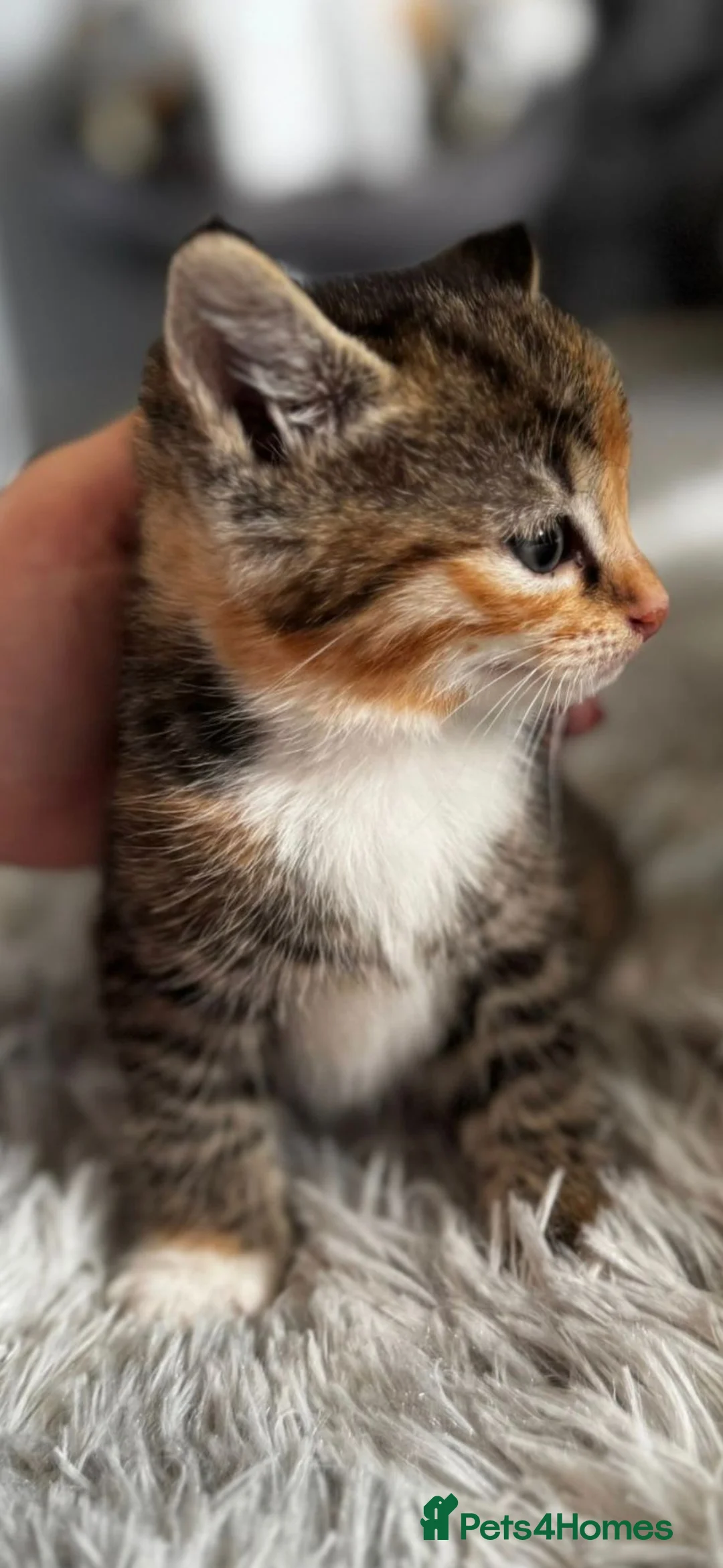 Ragdoll cats for sale: Ragdoll x Tabby Mix Kittens - Advert 2