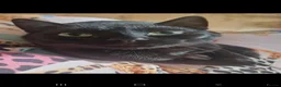 Domestic Shorthair cats for sale: 4 year old female and 3 year old male. - Advert 5
