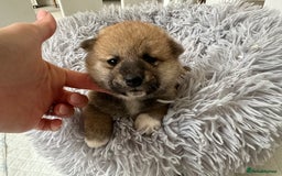 Japanese Shiba Inu dogs for sale: Japanese Shiba Inu puppies - Image 17