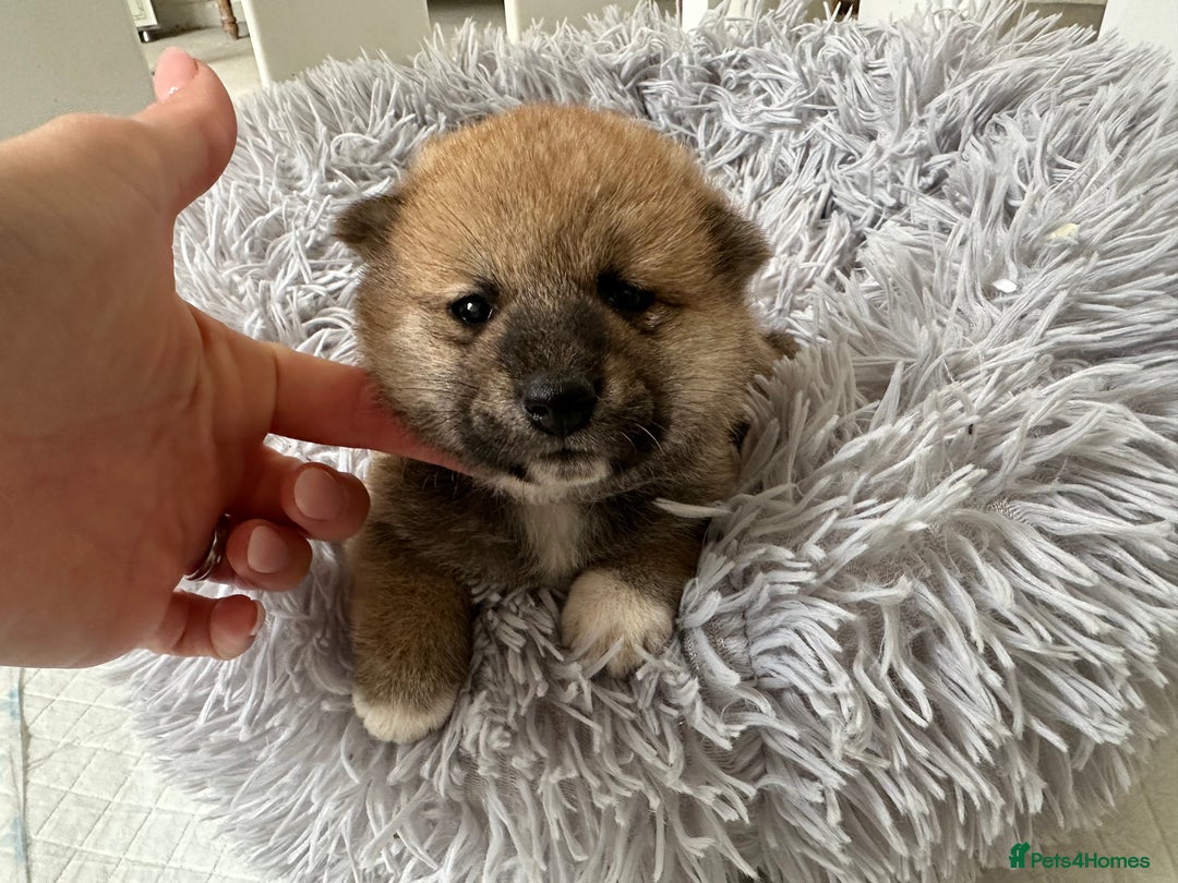 Japanese Shiba Inu dogs for sale: Japanese Shiba Inu puppies - Image 17