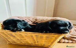 Cocker Spaniel dogs for sale:  (LAST 1) 2beautiful cocker spaniels left out of 7 - Image 5