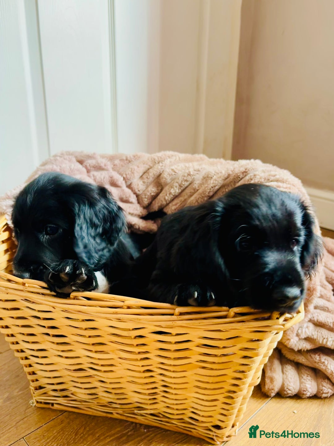 Cocker Spaniel dogs for sale:  (LAST 1) 2beautiful cocker spaniels left out of 7 - Image 5