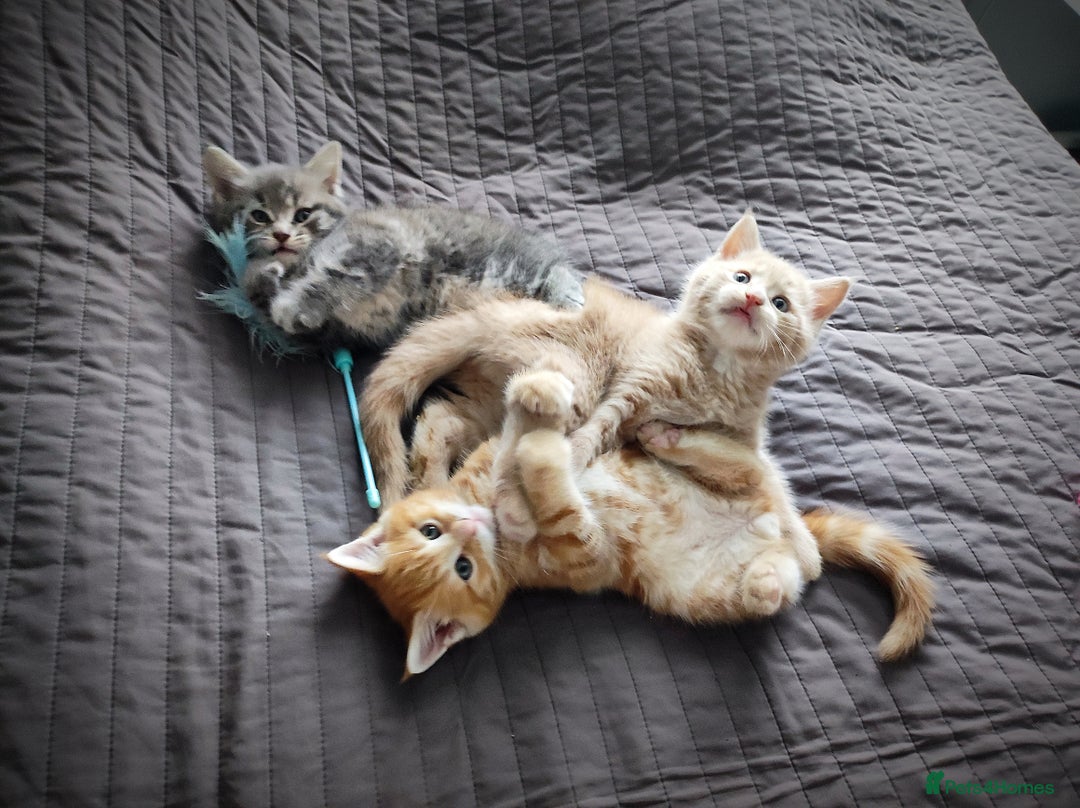 Mixed Breed cats for sale: 🐾 Affectionate Maine Coon Mix Kittens for Sale 🐾 - Advert 11