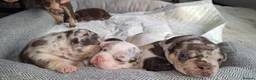 French Bulldog dogs for sale: French bulldog puppies for sale  - Advert 4