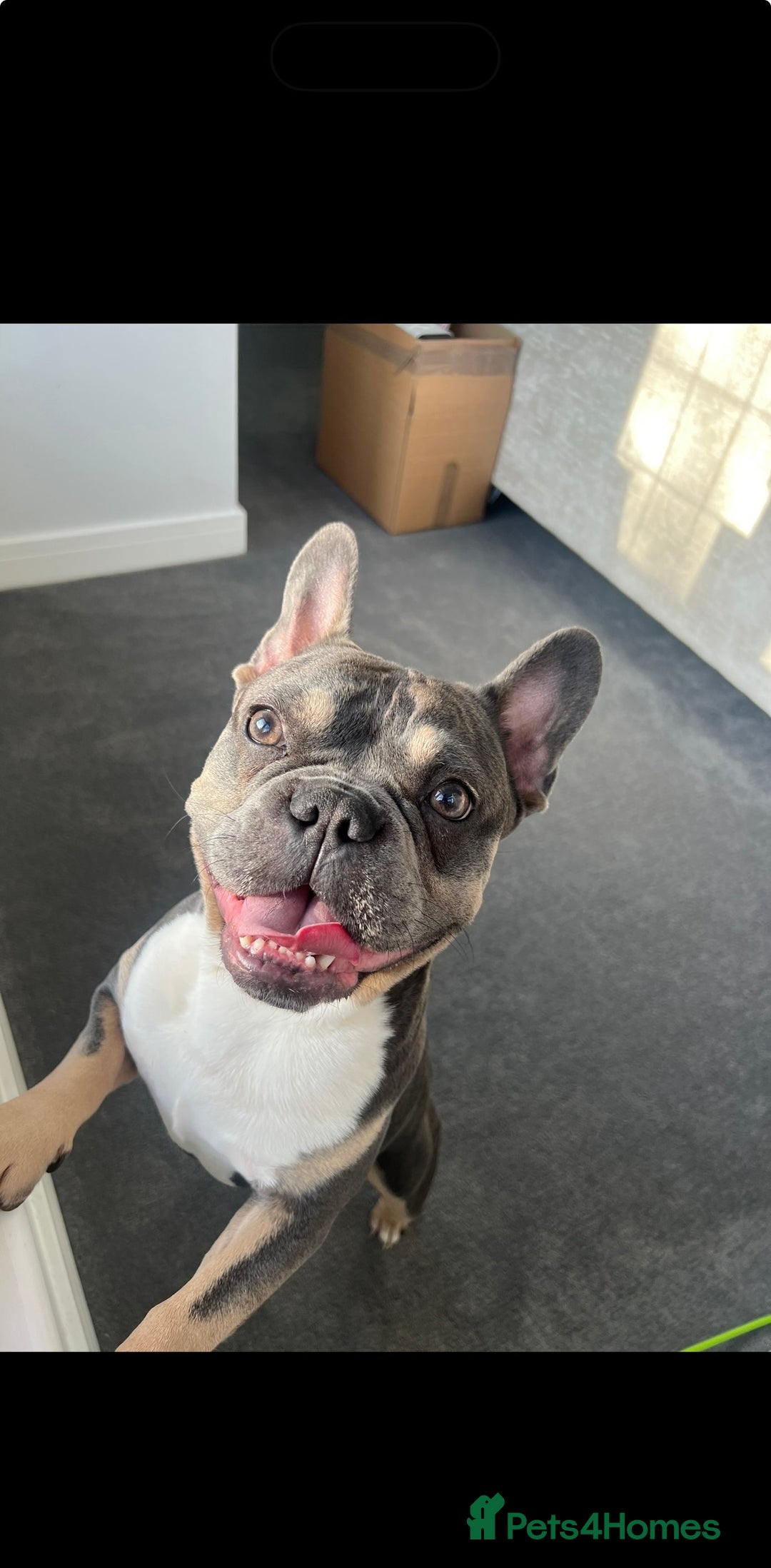 French Bulldog dogs for sale: Pablo, 6 and Hugo, 5  - Advert 7