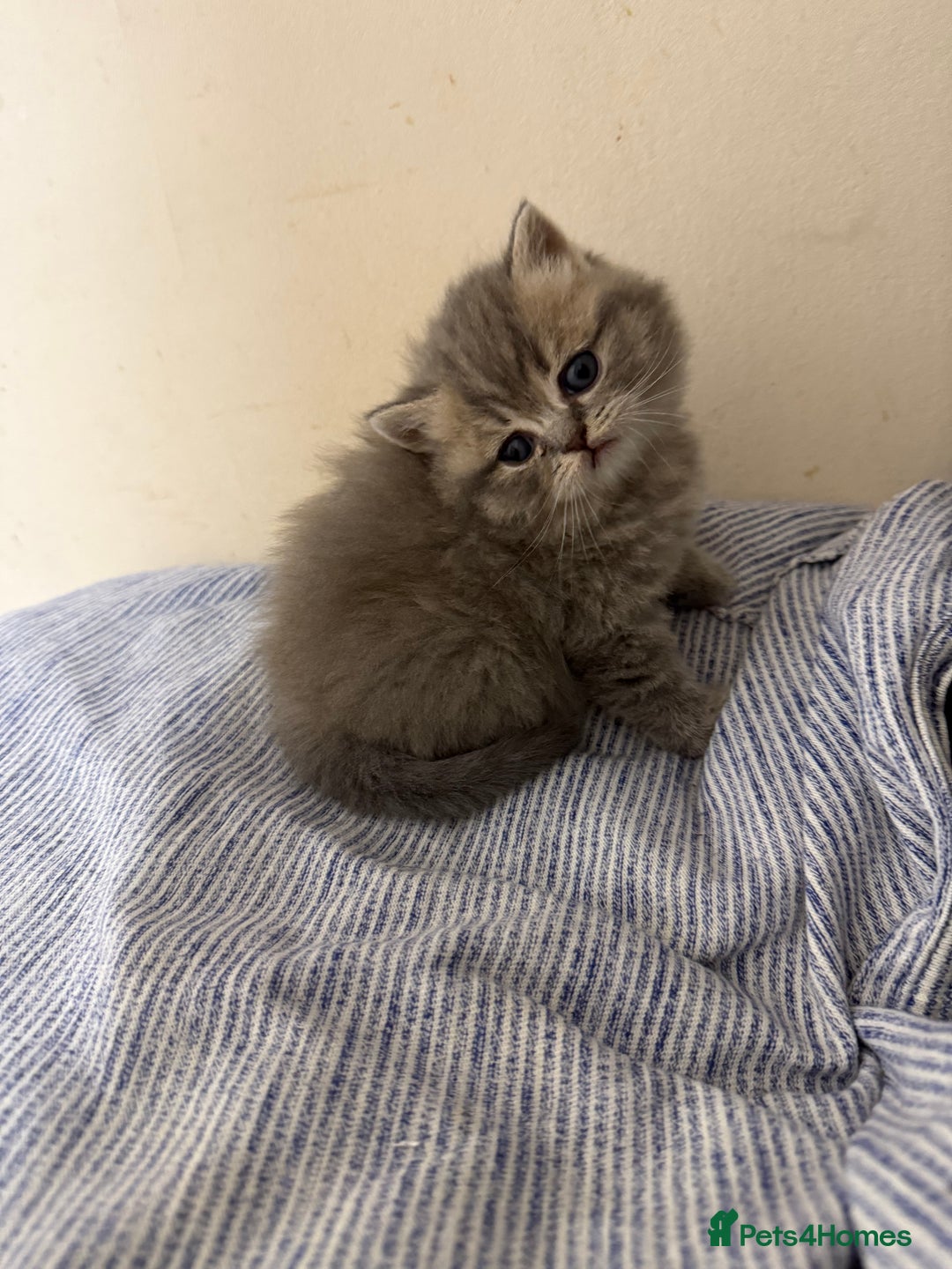 Scottish Fold cats for sale: Scottish fold&straight kittens ready for reservati - Advert 7