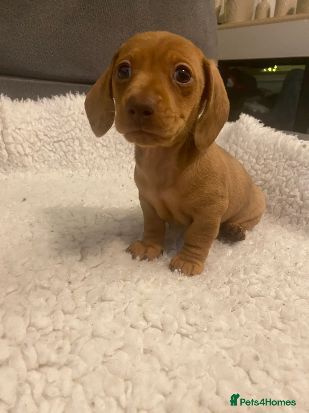 Miniature Dachshund dogs for sale: Miniature dapple dachshund puppies  - Advert 13