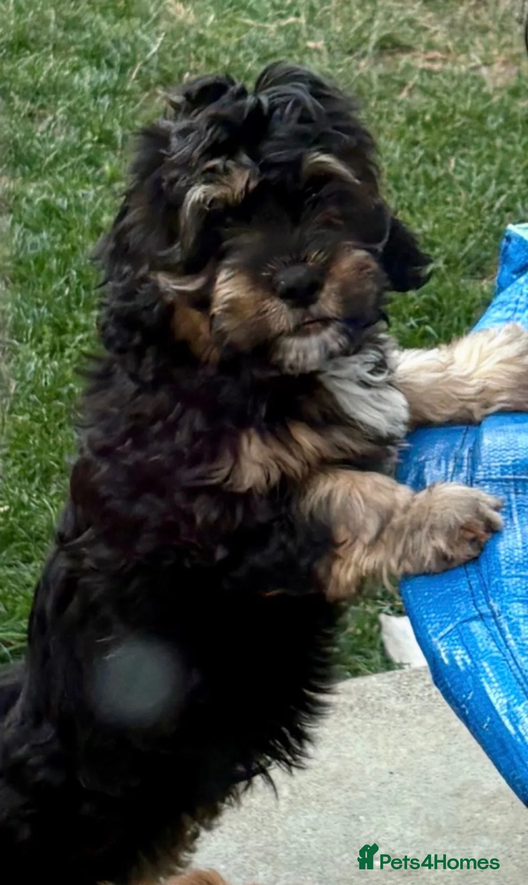 Mixed Breed dogs for sale: Male puppy for sale 15 weeks old in Driffield - Advert 4