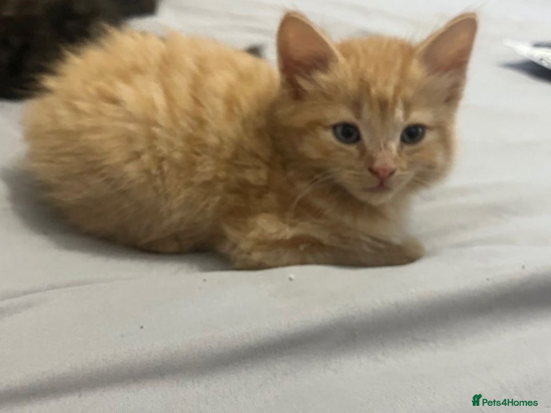 Mixed Breed cats for sale: 7 cute girl kittens  - Advert 5