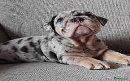 English Bulldog dogs for sale: Beautiful English Bulldog Puppies - Image 4
