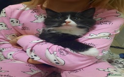 Mixed Breed cats for sale: 3 Gorgeous Kittens - Must be Seen! - Image 2
