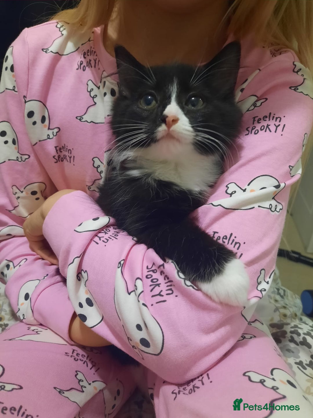 Mixed Breed cats for sale: 3 Gorgeous Kittens - Must be Seen! - Image 2