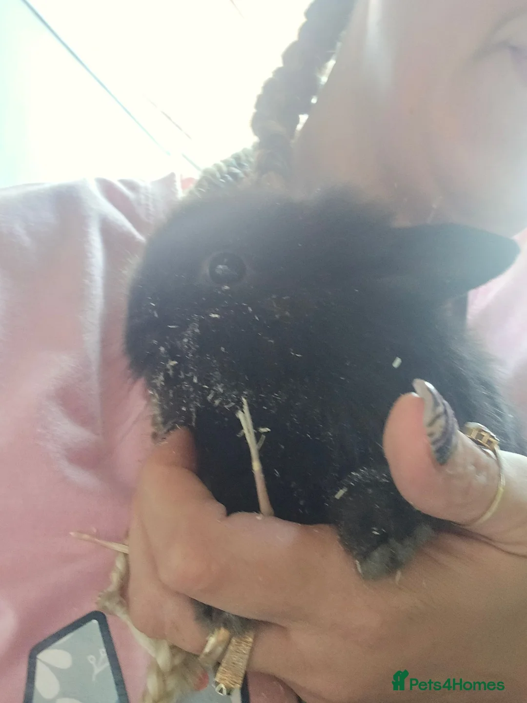 Lionhead rabbits for sale: Beautiful baby lionhead bunnies - Advert 10
