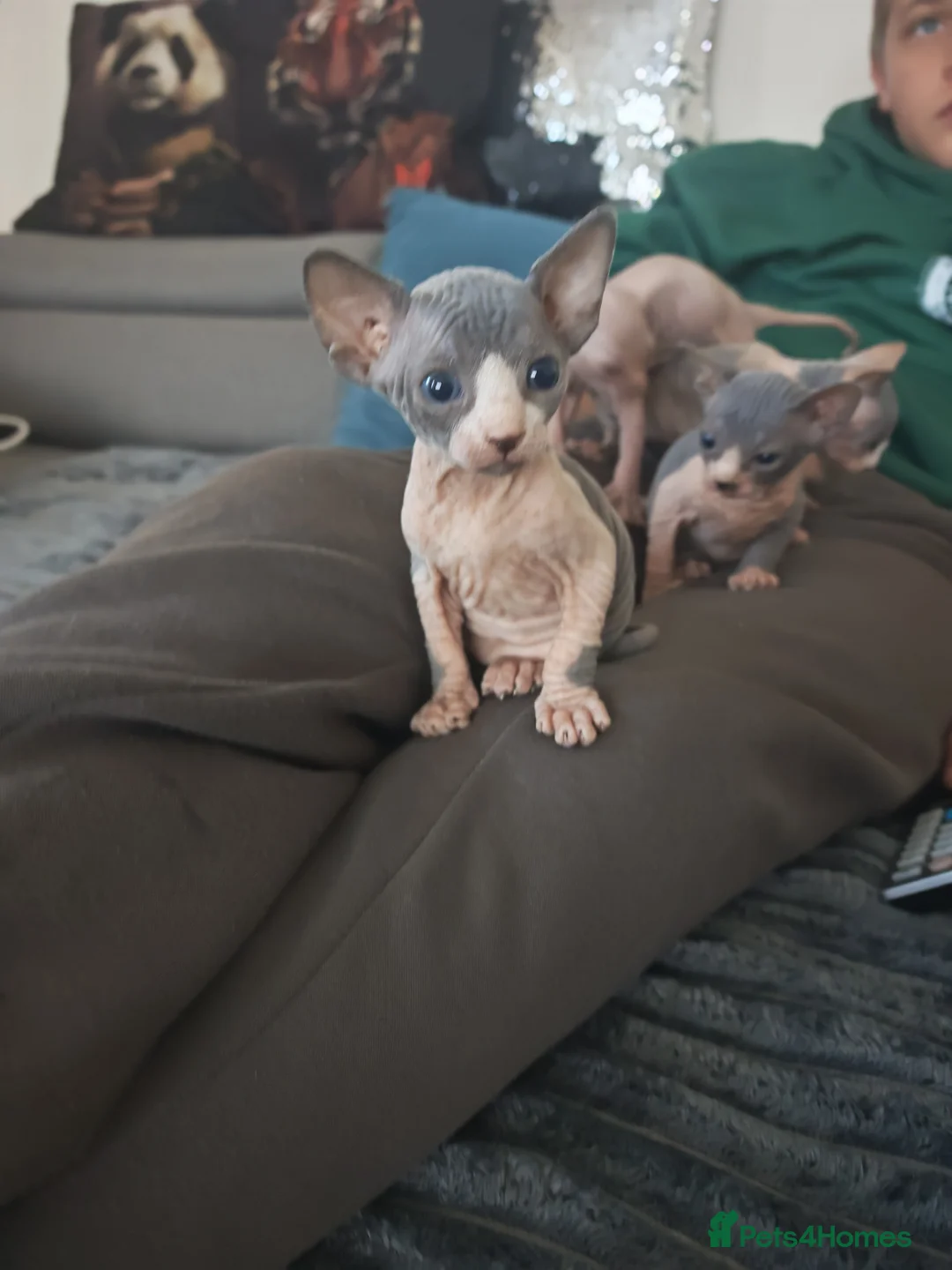 Sphynx cats for sale: Sphinx boy - Advert 1