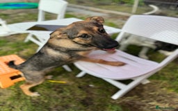 Mixed Breed dogs for adoption: BIBY, a Lovely young girl - for a Loving Home - Advert 8