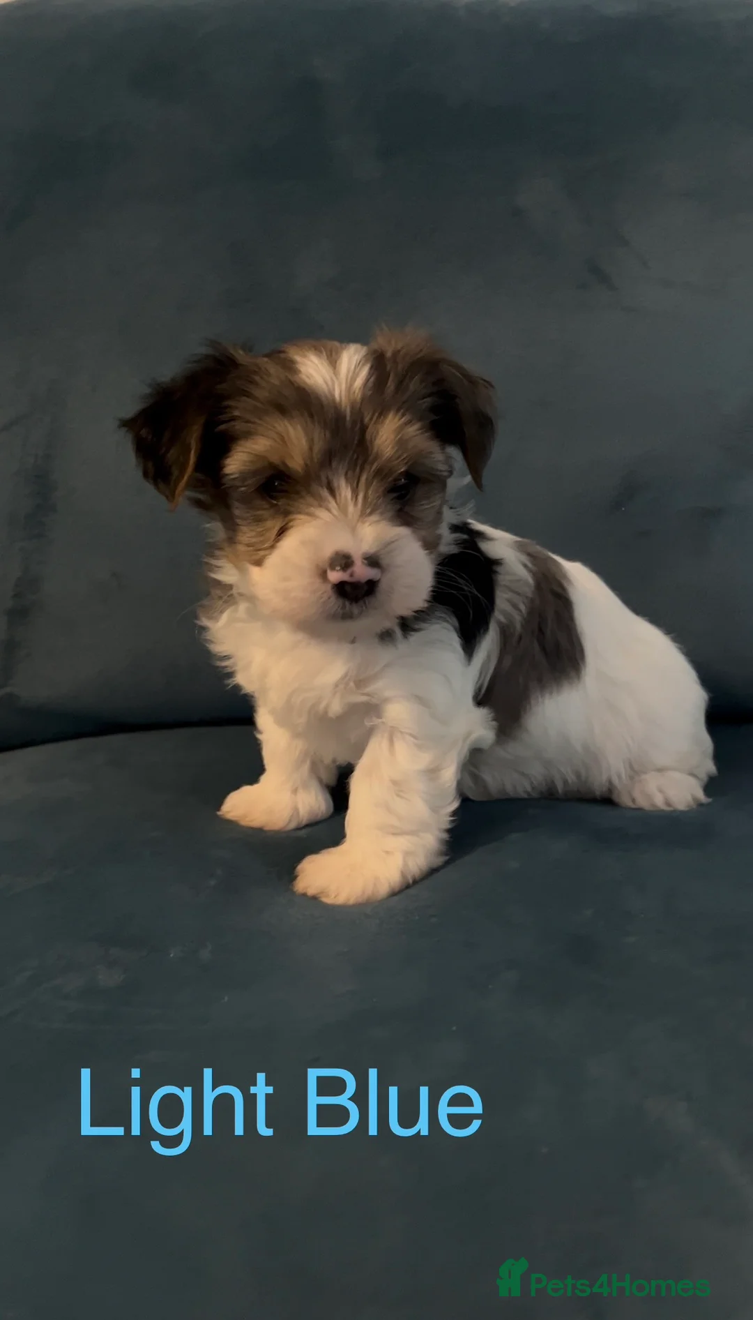 Yorkshire Terrier dogs for sale: READY NOW! - MINI YORKSHIRE TERRIERS - Advert 3