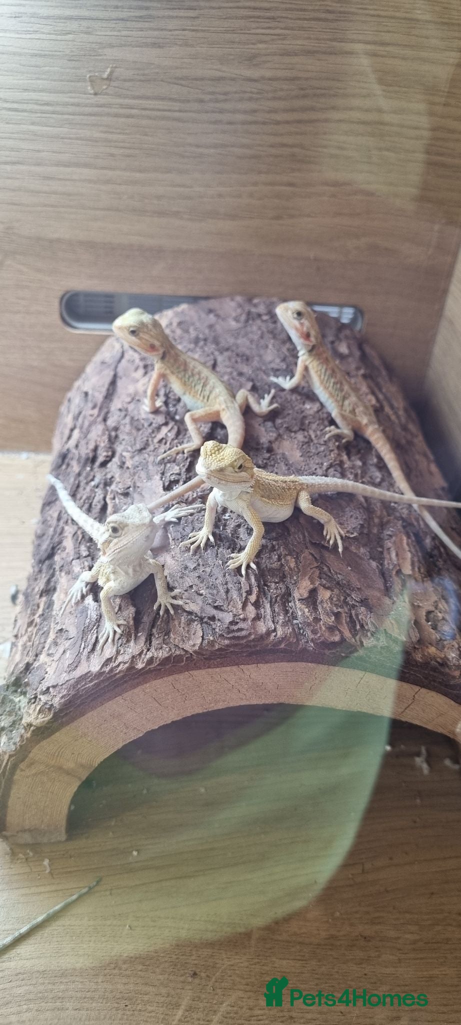 Bearded Dragon reptiles 9 x Baby bearded dragons - Advert 16