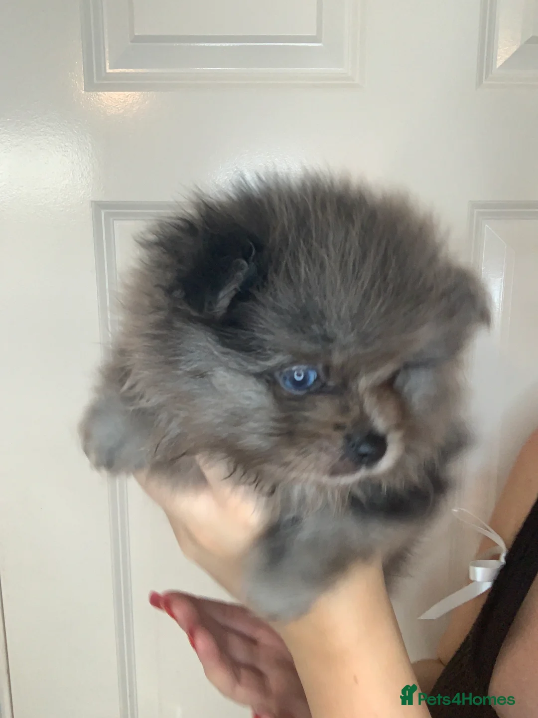Pomeranian dogs for sale: EXQUISITE POMERANIAN PUPPIES (READY TO LEAVE) - Advert 15