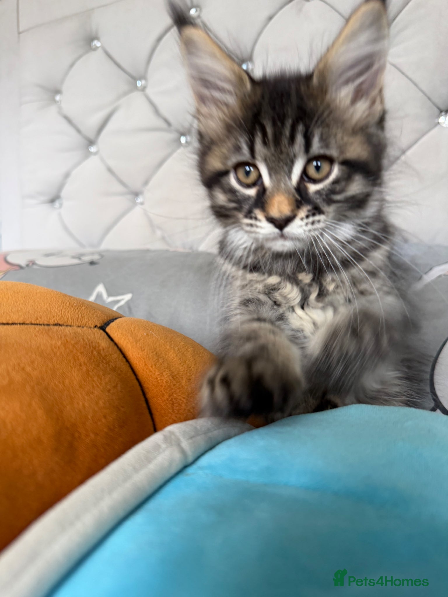 Maine Coon cats for sale: LAST MAINCOONE KITTEN!!  - Advert 2