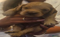 Cockapoo dogs for sale: Beautiful/healthy F1 cockapoo’s.3 girls🩷3 boys🩵 - Image 10