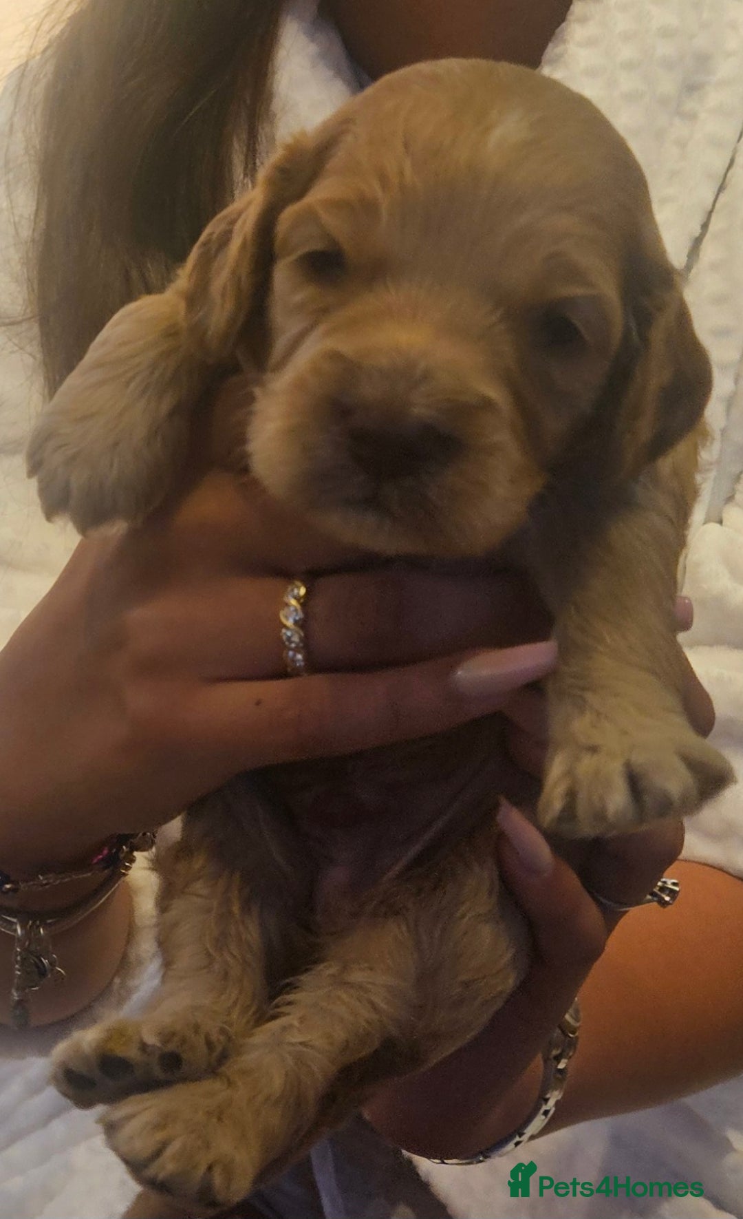 Cockapoo dogs for sale: Beautiful/healthy F1 cockapoo’s.3 girls🩷3 boys🩵 - Image 10