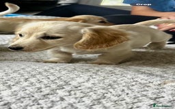 Miniature Dachshund dogs for sale: ♦️Mixed Cream Litter 🐶🌟 - Image 8
