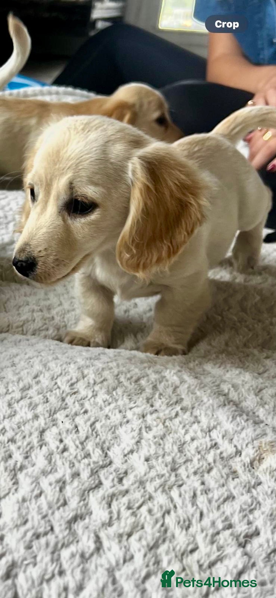 Miniature Dachshund dogs for sale: ♦️Mixed Cream Litter 🐶🌟 - Image 8