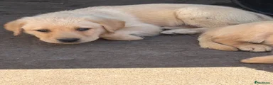 Labrador Retriever Puppy 7