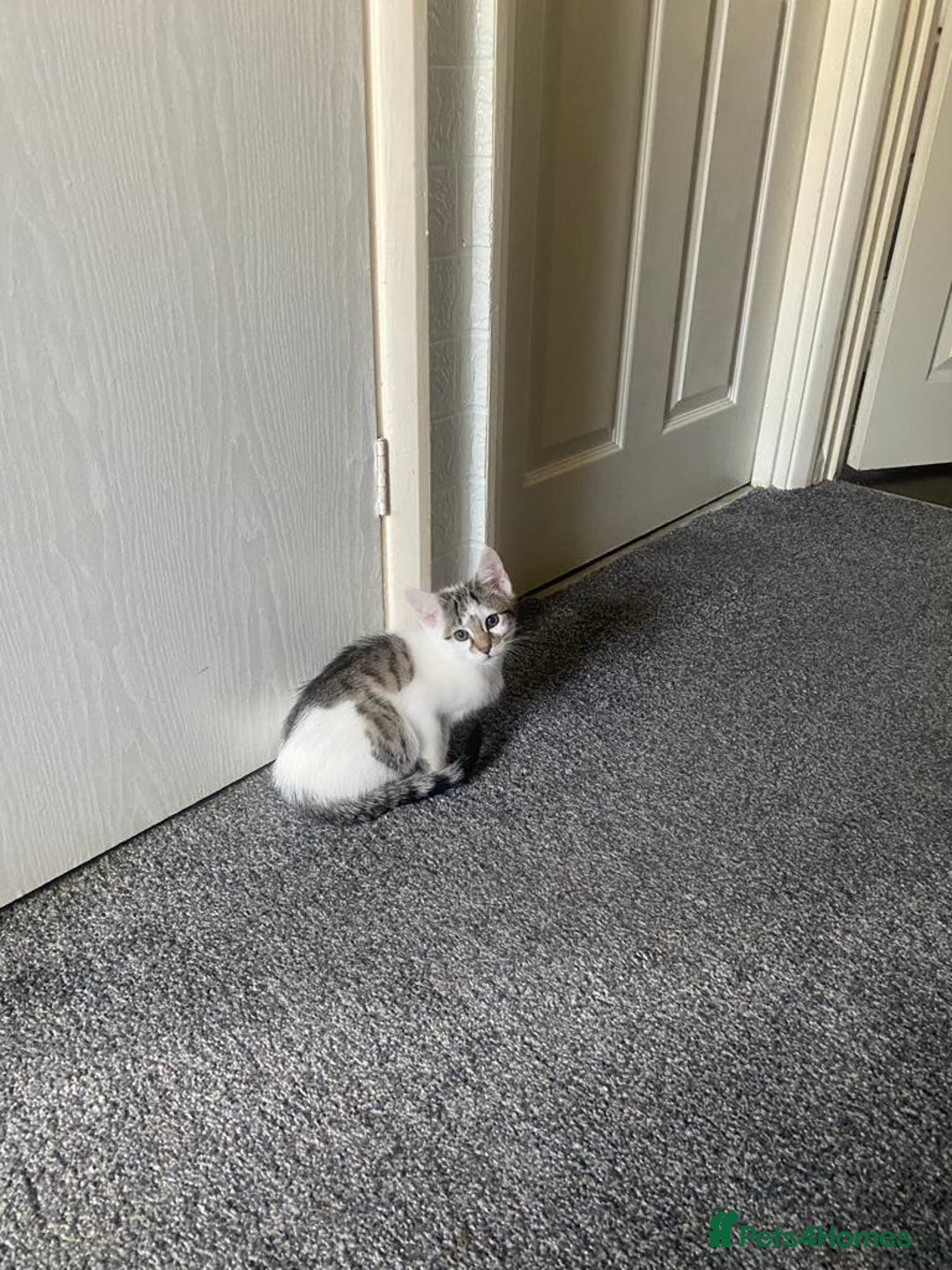 Bengal cats for sale: 2 beautiful Bengal mix - Image 6