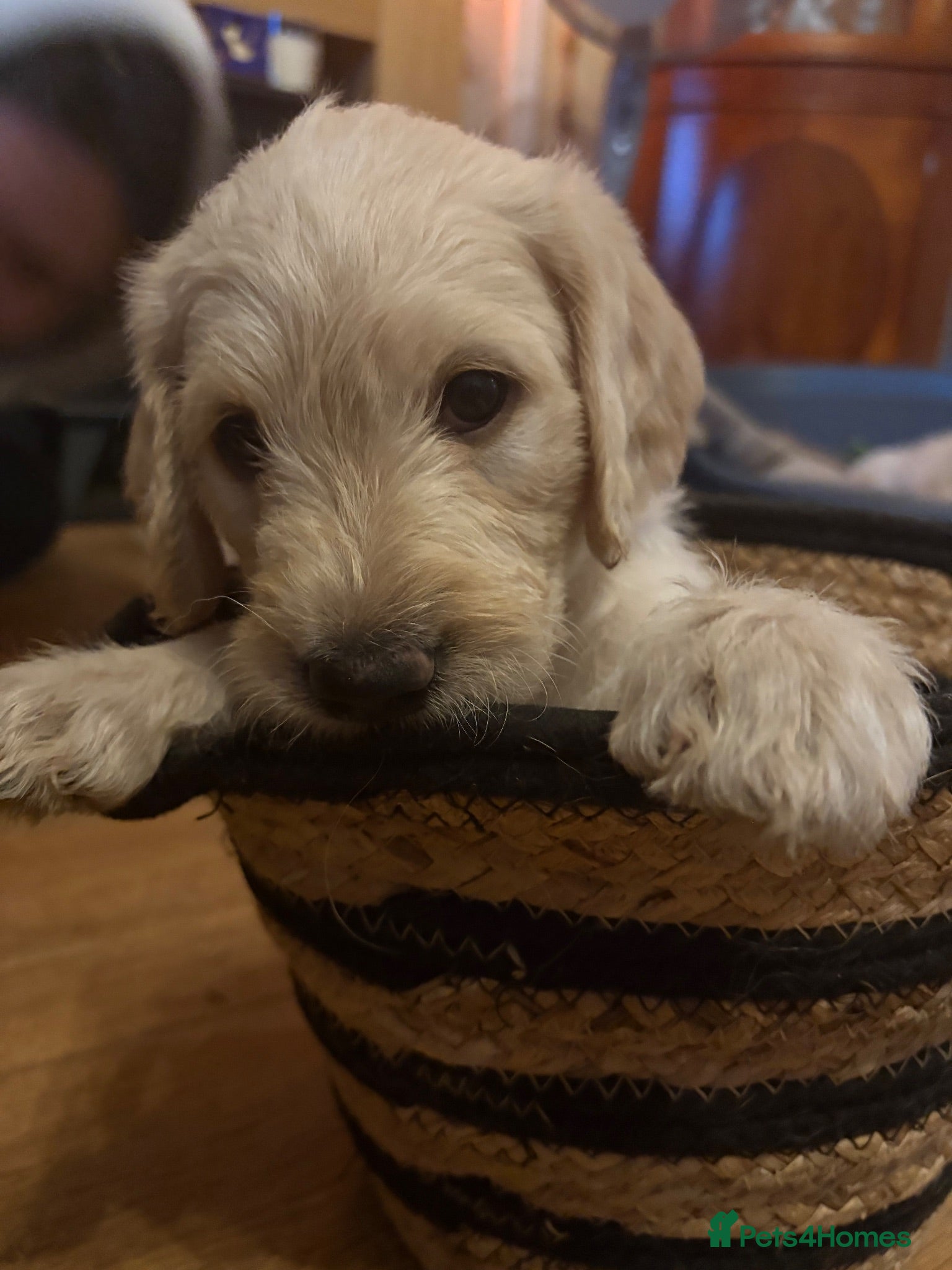 Labradoodle dogs Stunning Labradoodle puppies - Advert 4