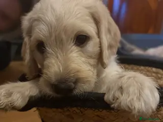 Labradoodle dogs Stunning Labradoodle puppies - Advert 4