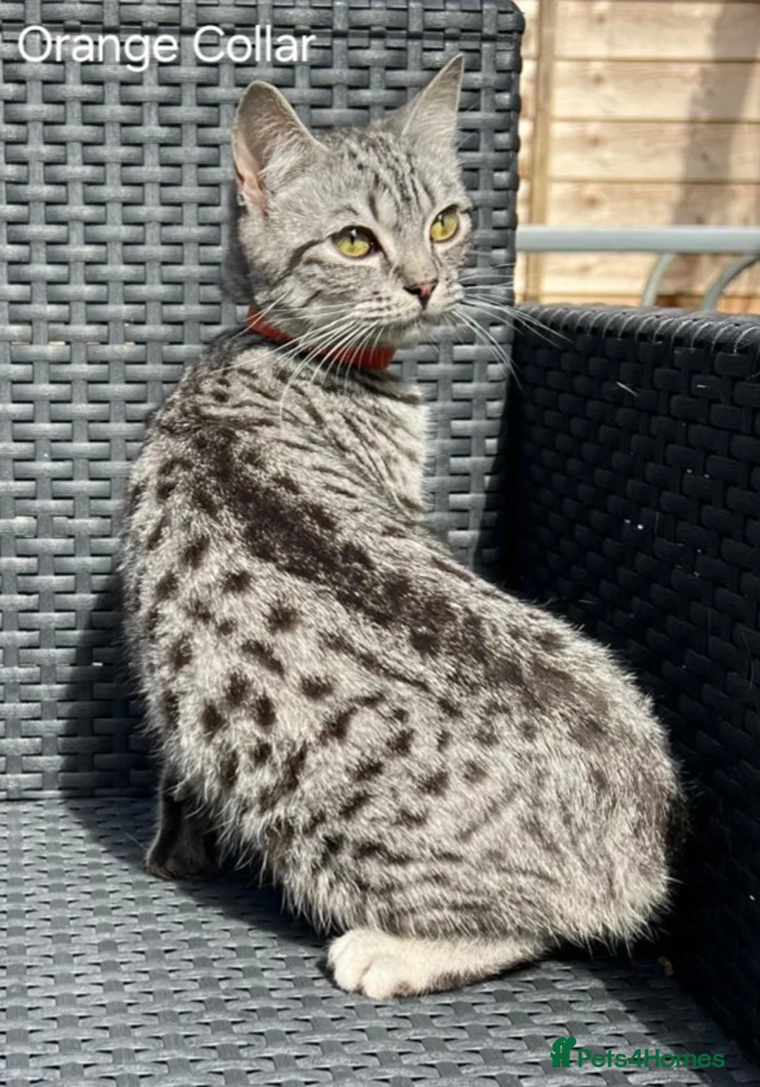 British Shorthair cats for sale: British Shorthair 4 boys and 2 girls - Advert 12