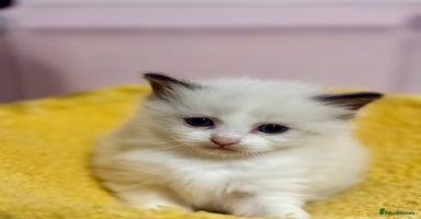 Ragdoll cats - Advert 1