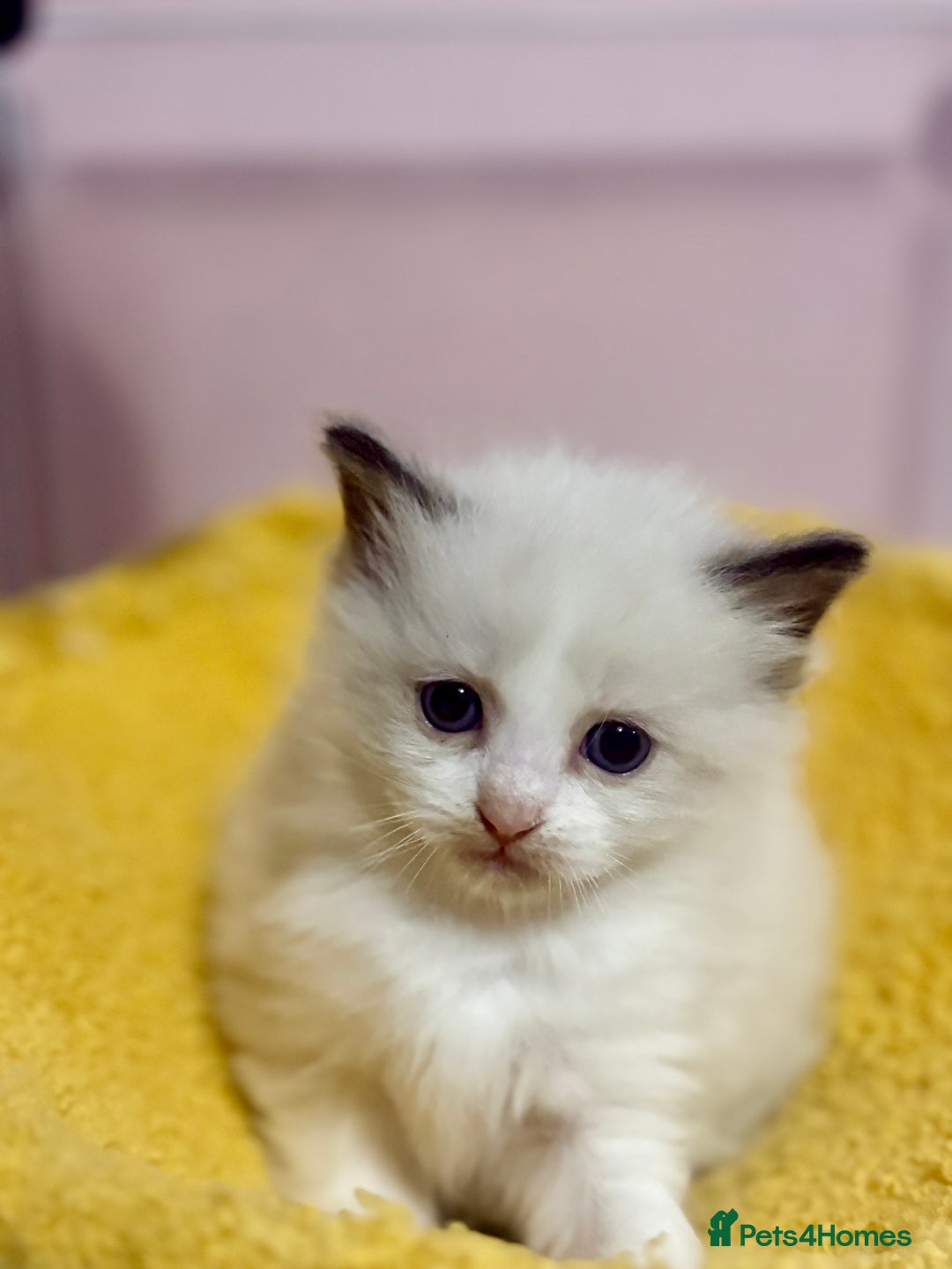 Ragdoll cats for sale: ❤️ Stunning Pure DNA Clear ✅ Ragdoll Kittens ❤️  - Image 3