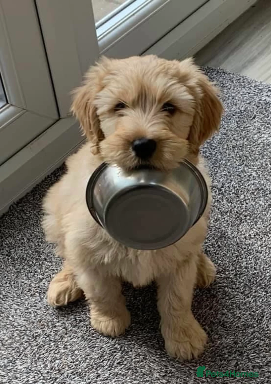 Labradoodle dogs for sale: RENOWNED THERAPY DOG BREEDER  Black Boy Available  - Advert 1