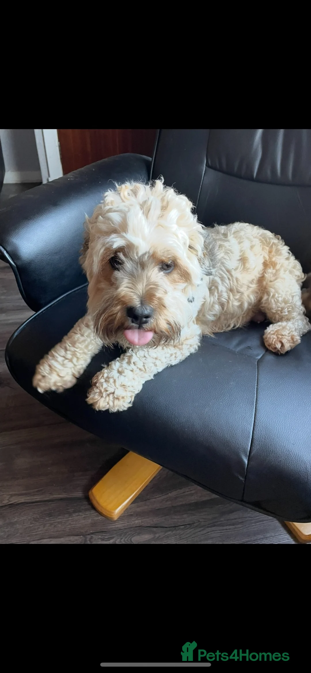 Mixed Breed dogs for sale: 3 Lhasapoo x Yorkshire terrier for sale  - Advert 8