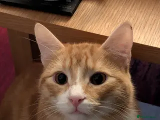 American Shorthair cats Ginger Kitten in 4QRUK - Advert 20