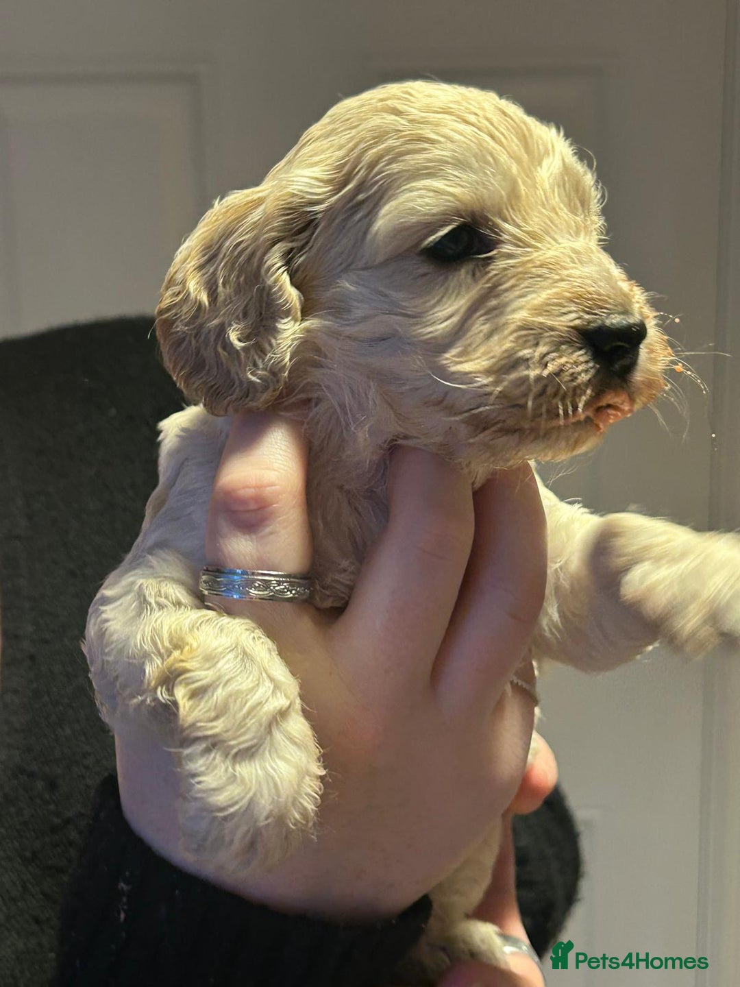 Cockapoo dogs for sale: 8 gorgeous F1 Cockapoos - Advert 31