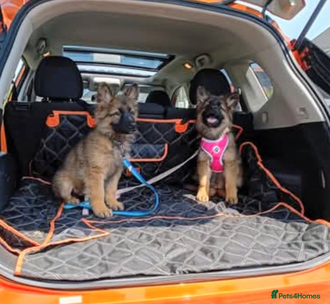 German Shepherd dogs for stud: Stunning German Shepherd stud only - Advert 7