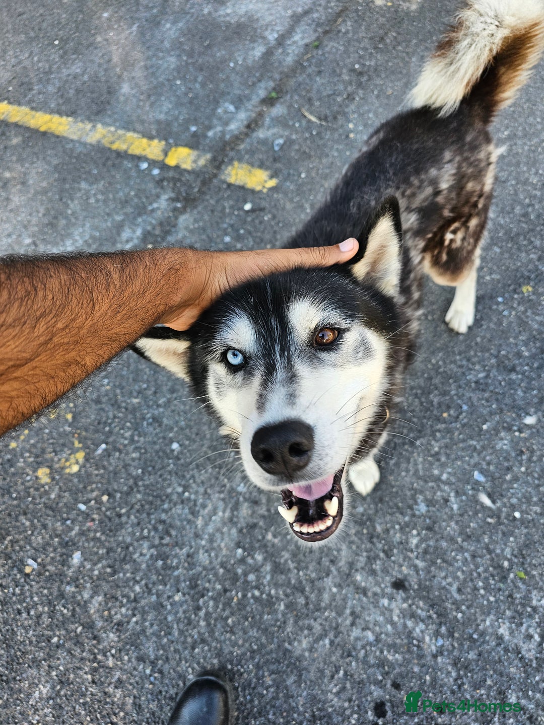 Siberian Husky dogs for sale: Multicolored eyes Husky for sale super friendly - Image 2