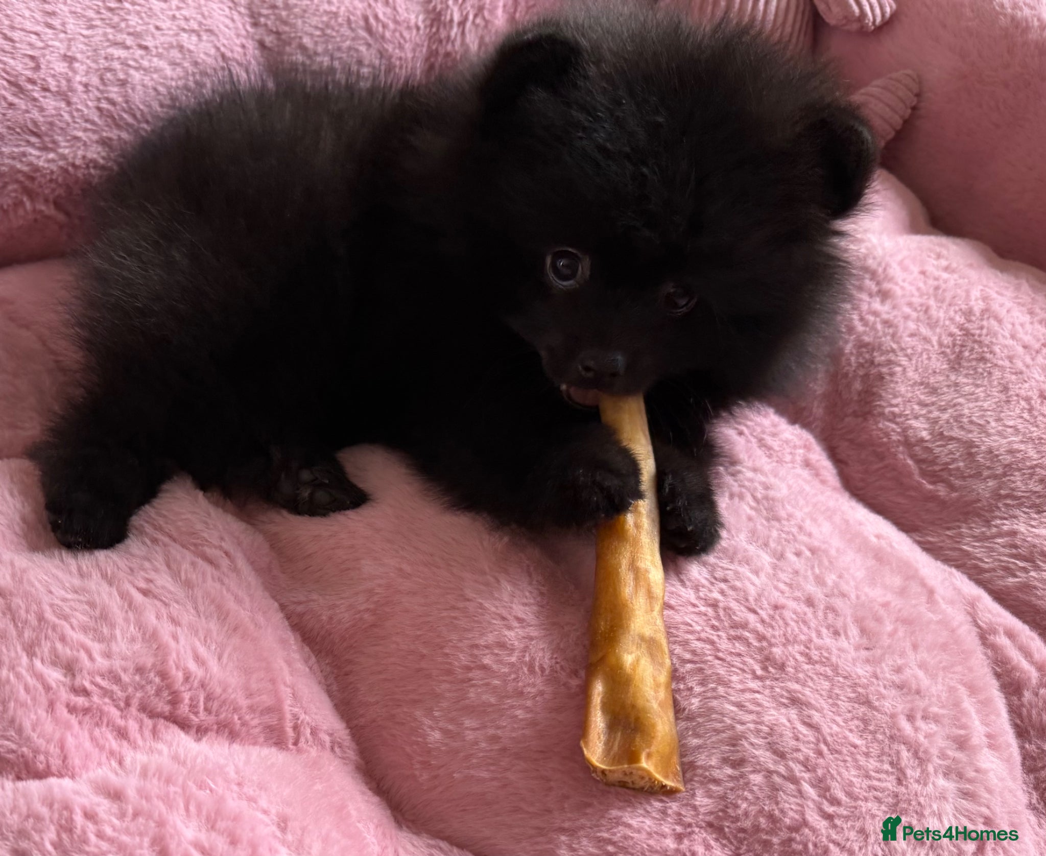 Pomeranian dogs ✨ Rare colour/Thick coat Teddy Bear Pom Puppies ✨ - Advert 4