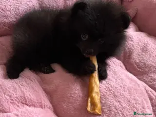 Pomeranian dogs ✨ Rare colour/Thick coat Teddy Bear Pom Puppies ✨ - Advert 4