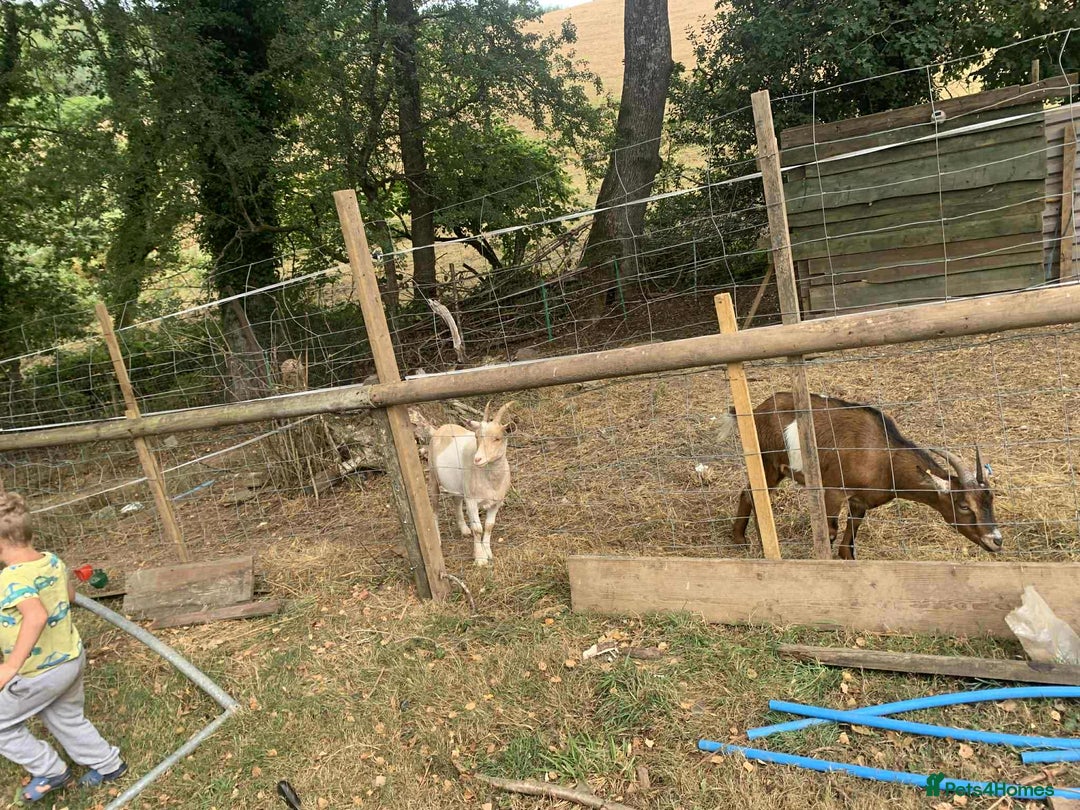 Goats livestock for sale: Goats to good home  - Image 3