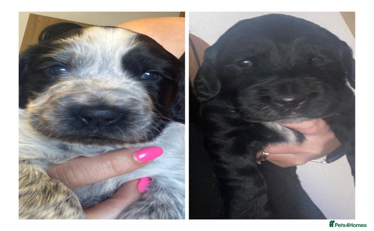 Cocker Spaniel dogs for sale - Advert 1